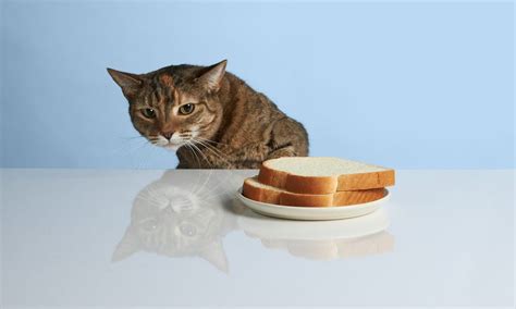 ih ホットサンド: なぜ猫はパンを盗むのか？