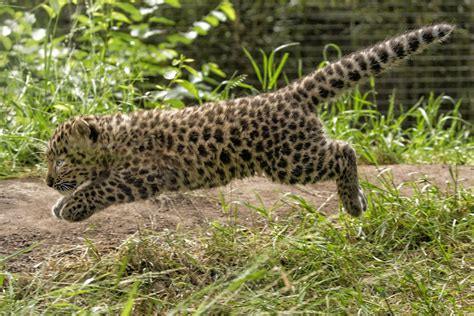  The Legend of the Leaping Leopard  - A Whimsical Journey into Ancient South African Folklore!