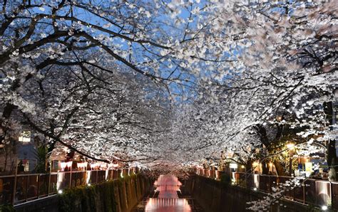 ザ・パークハビオ目黒桜邸: 都市の静寂と桜の調和を探る